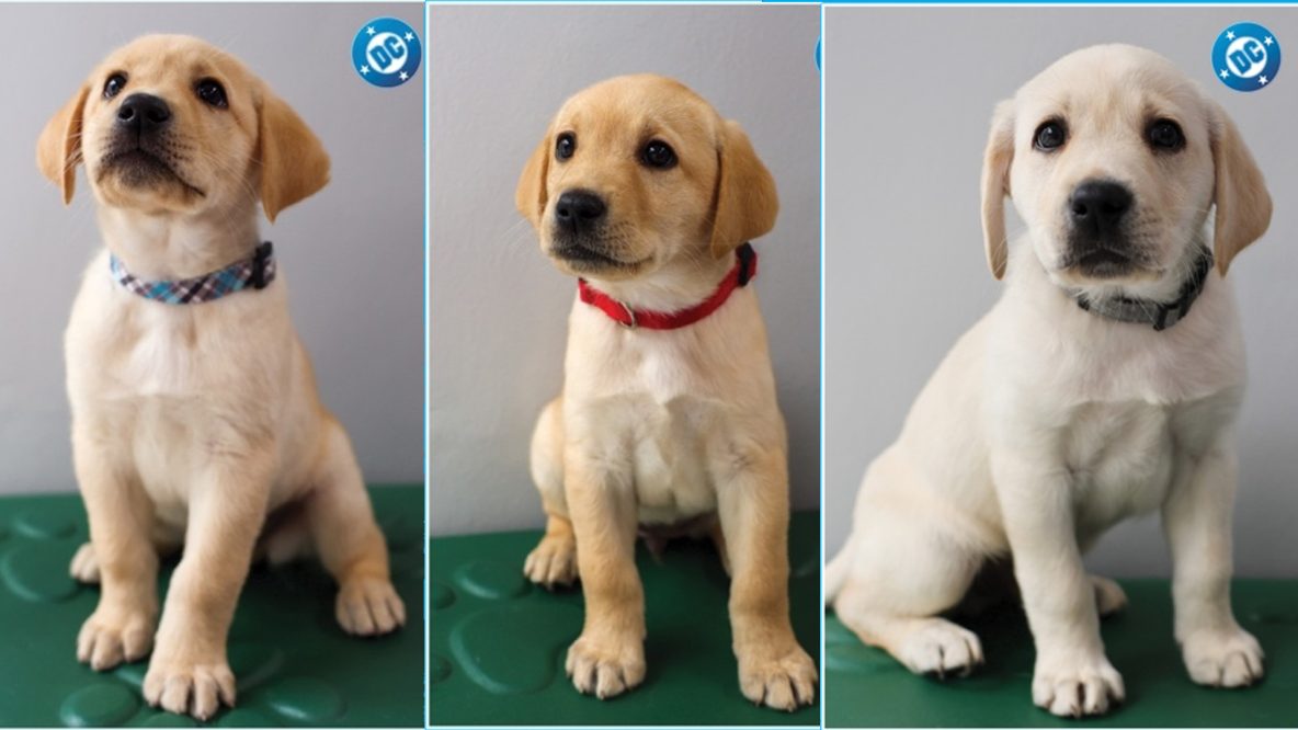 DC & Guide Dogs of America