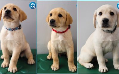 DC & Guide Dogs of America